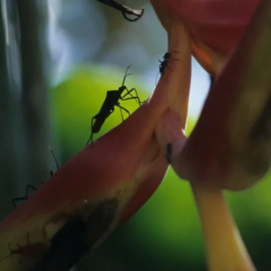thumbnail for publication: Heliconia Bug Leptoscelis tricolor Westwood